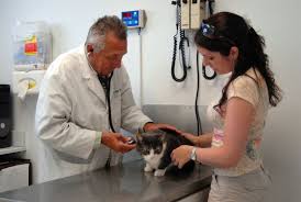 Signs Of Feline Leukemia